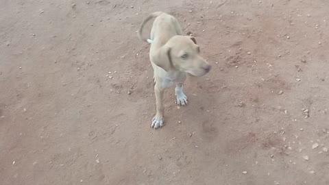 enthusiastic puppy