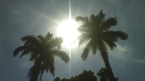 The sun shines brightly on 2 palm trees in the park, beautiful scenery [Nature & Animals]