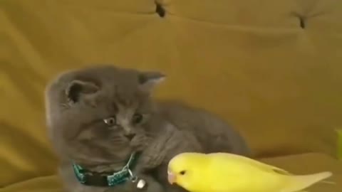 The parrot wants to play with the kitten🦜