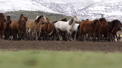 cavalli in gruppo nella loro abitat naturale