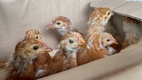 Chicks - Week 5