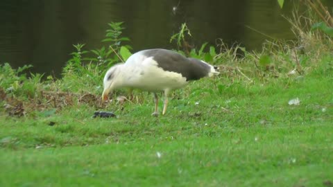 Seagull - Behavior of animals