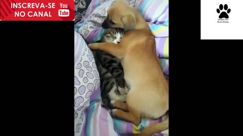 Funny animals 2020 - Cute cats and dogs doing funny things # 4