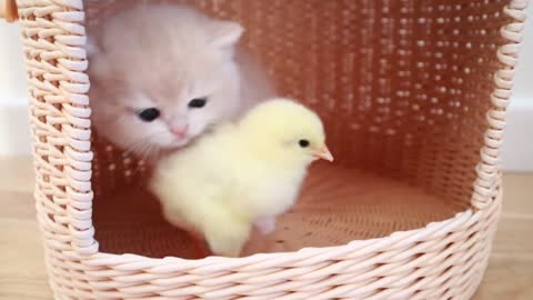 Kittens walk with a tiny chicken