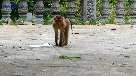 Fighting between monkey and snakes