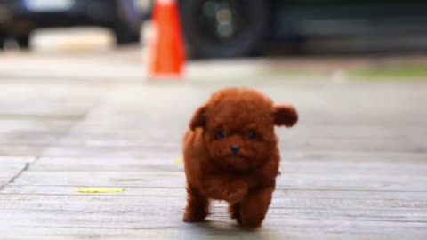 Run with cute red poodles