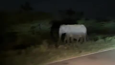 Sri Lanka 🇱🇰 Elephant 🐘