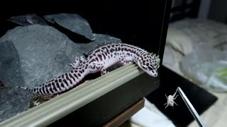 A gecko debates eating a cricket then leaves