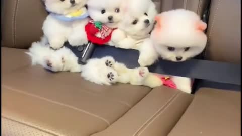 cute dogs