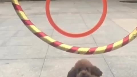 Cute puppy jumps through the ring.