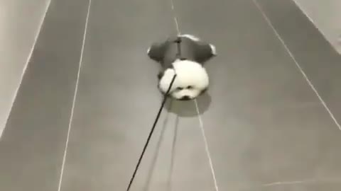 Funny Dog Gets Drawn on the Floor to take a walk