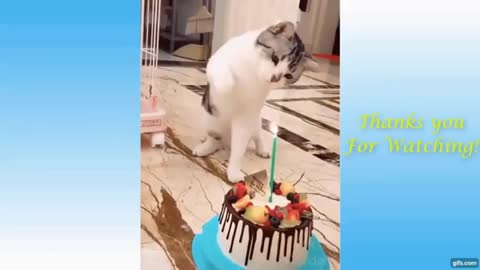 hilarious video of Dogs & Cats- Try not to laugh