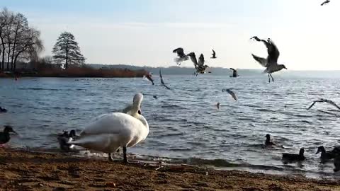 Swans and seagulls on the shores of the large lake