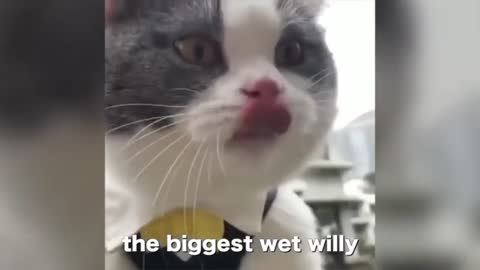 Cute Cat Talking So Lovely