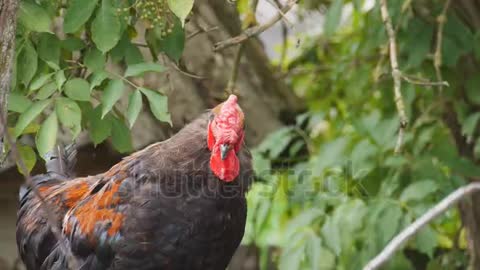 Black cock crows