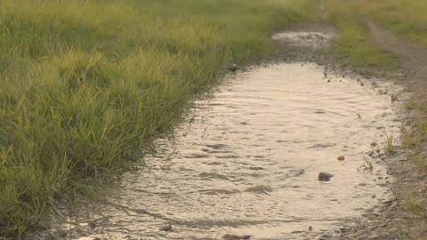 This Dog playing with water