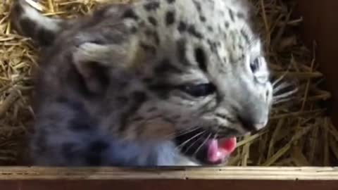 Baby snow leopard is trying to learn crying