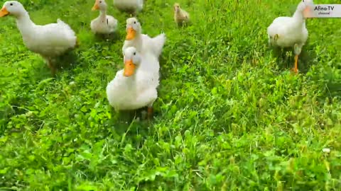 FUNNY DUCK RUNNING FASTER!!!