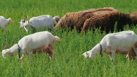 Summer, nature. Sheep grazing in the field, chewing grass