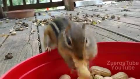 Squirrels eating kkkkkkk