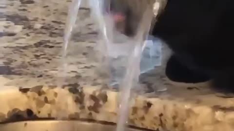 thirsty cat drinks water