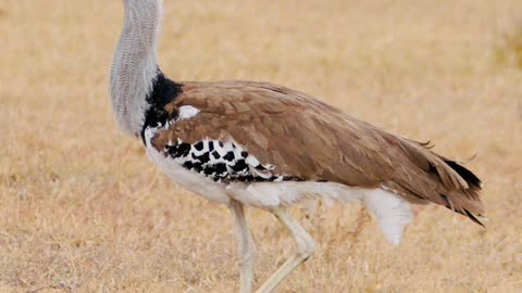 facts about hubara bustard