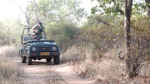 TIGER COME INFROM OF JEEP. RANTHAMBHORE TIGER SAFARI, INDIA