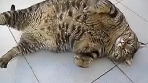 FAT CAT (Very Funny Video) LOL