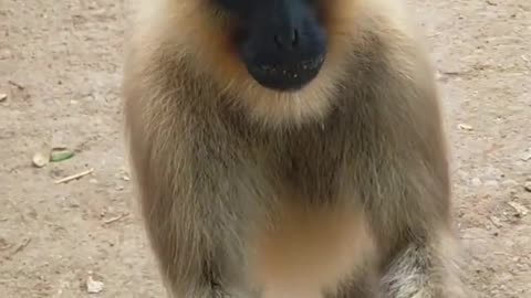 Kudo animal kiki, baby monkey kiki, monkey funny video, baby monkey animal funny animals kudo