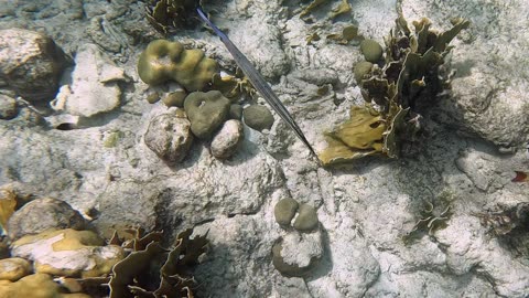 Western Atlantic Trumpetfish