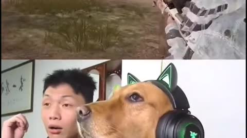 Dog playing video games like a pro