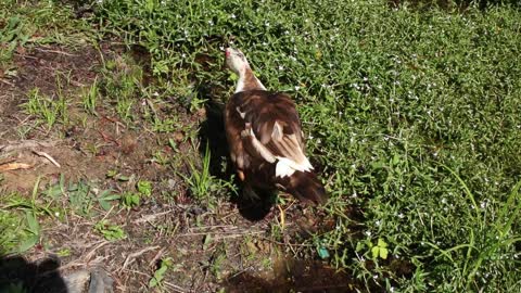 Duck at the Pond