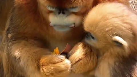 Golden monkey eats sweet potato