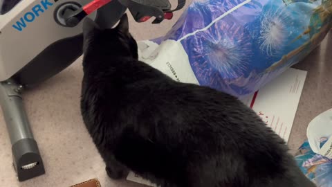 Cute Precious Piper Does an Inspection of Shipping Materials - Adopting a Cat from a Shelter Vlog