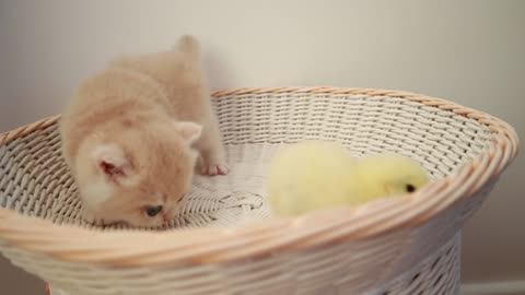 Cutest Moments:Kittens walk with a tiny chicken