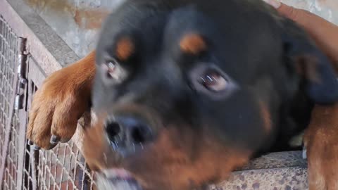 Rottweiler