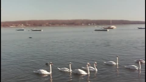 Gathering swans