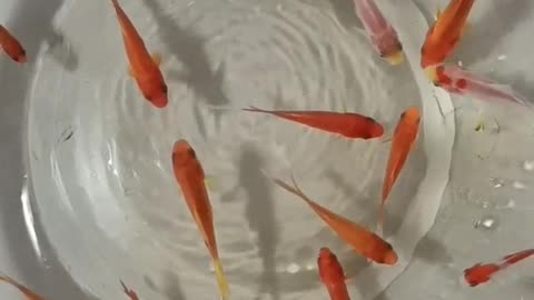 Small goldfish