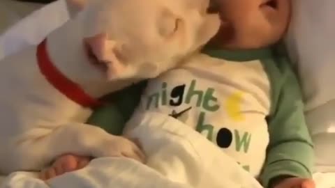 DOG AND BABY ALWAYS A CUTE LOVE STORY