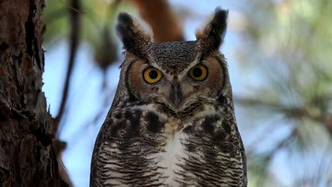 Great Horned Owl