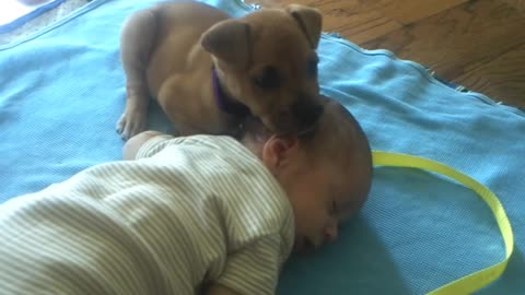 Puppy falls asleep on baby