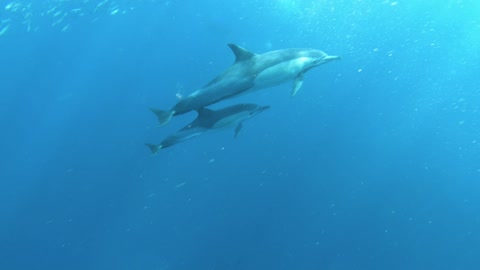 Beautiful dolphins swimming in the ocean