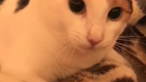 White cat playing with sheets on bed