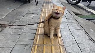 cat meowing