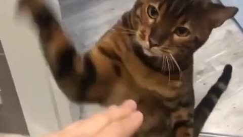 ANGRY CAT FIGHT WITH A MAN 😾...