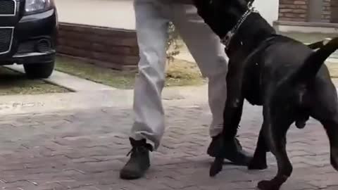 pitbul dog training