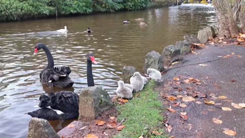 Super cute birds dawlish black swan cygnets entering the water in dawlish