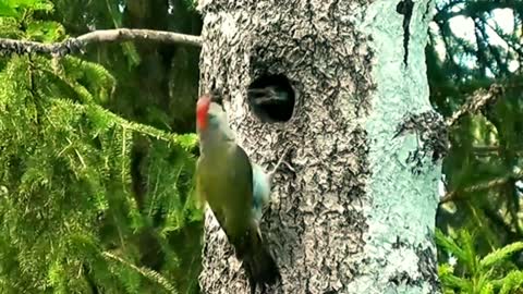 Bird Song Relaxation Video, Birds Singing-Relaxing Sounds, Calm, Nature, Stress Relief,