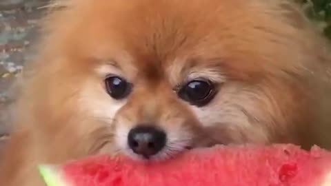 Dog trying out watermelon