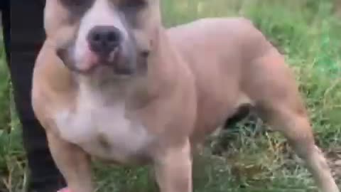 American Bully pets